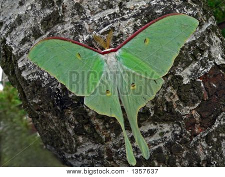  Nighr 나비 (Actias 아 르 테미스)