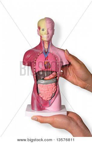 Vücudun iç organlarını gösteren model fotoğraf
