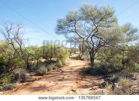 Hiking trail to the Z-bend lookout in Kalbarri National Park through native bushland under a clear blue sky in Kalbarri, Western Australia.