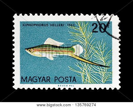 HUNGARY - CIRCA 1962 : Cancelled postage stamp printed by Hungary, that shows Swordtail fish.