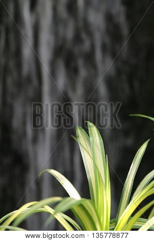 Chlorophytum comosum L green leaf in the tropics garden of ornamental plants and have Waterfall backdrop.