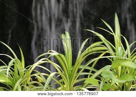 Chlorophytum comosum L green leaf in the tropics garden of ornamental plants and have Waterfall backdrop.