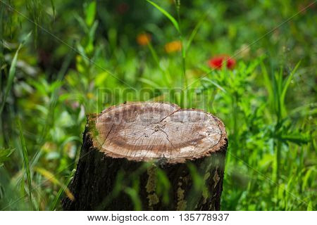 stump stay in the green grass and little flowers