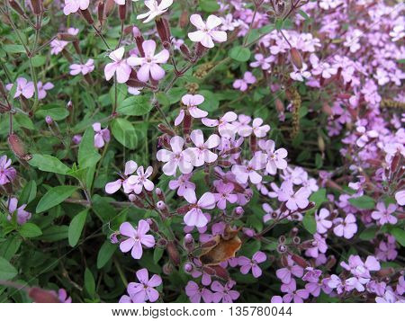 Flowering rock soapwort, Saponaria ocymoides, in garden