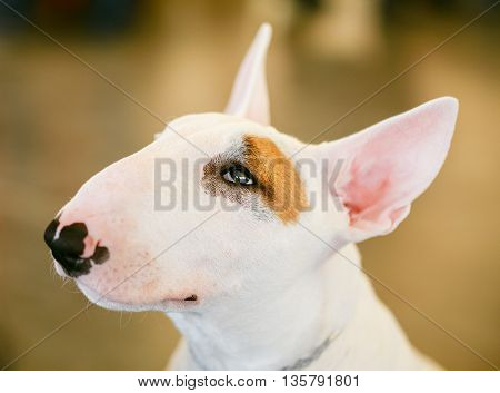 Close Up Pet White Bullterrier Dog Portrait Indoor On Brown Background