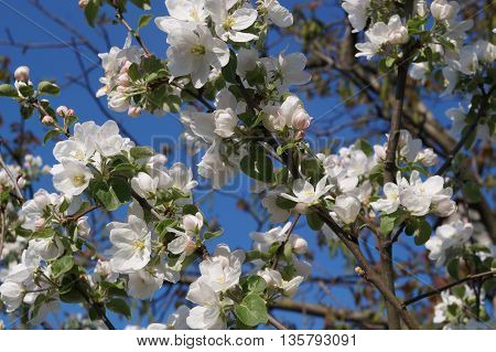 Apple tree spring blossom in the garden