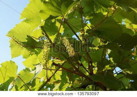Blooming  grape with green leaves in the summer garden