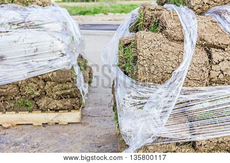 Stack of turf grass rolls for a lawn piled on wooden pallet.