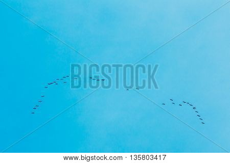 Flock Of Geese Flies In V-formation Flying In Sunny Blue Autumn or Spring Sky