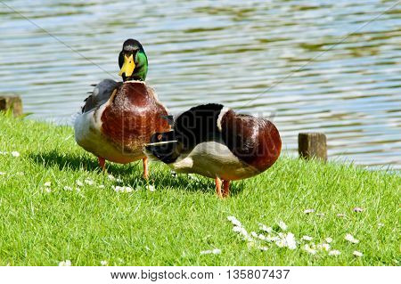 Pair of cute mallard ducks preening themselves and walking near pond with copy space over water
