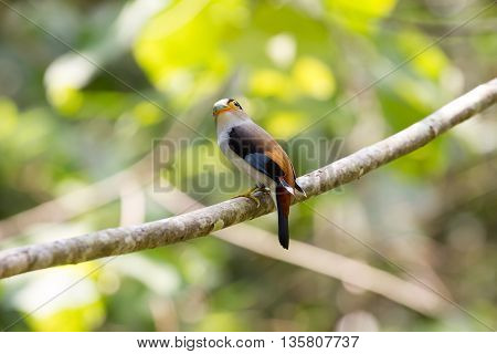 Colorful Bird Silver-breasted Broadbil