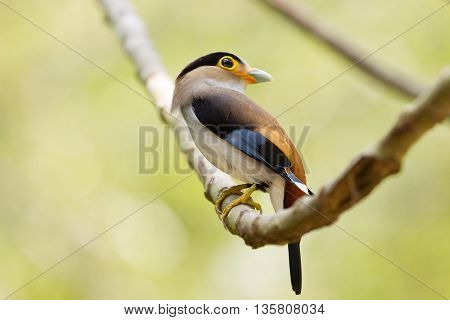 Colorful Bird Silver-breasted Broadbil
