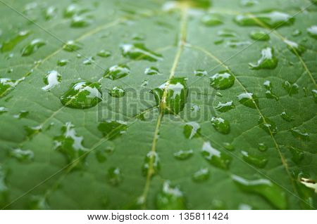 Green leaf with water drops after the rain