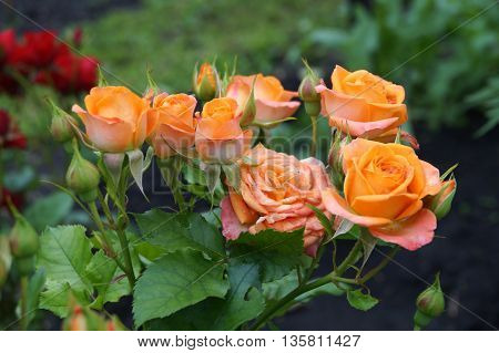 Orange Rose flowers in the summer garden