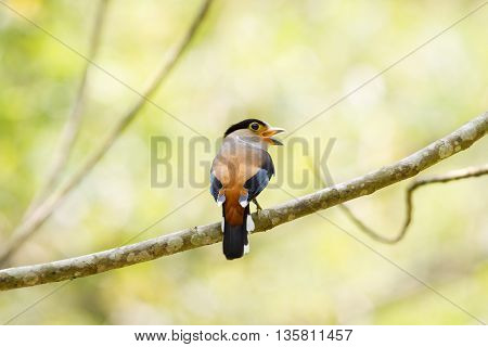 Colorful Bird Silver-breasted Broadbil