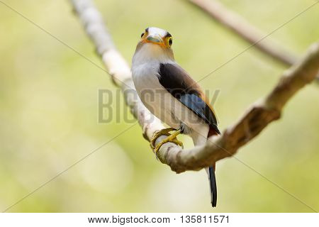 Colorful Bird Silver-breasted Broadbil