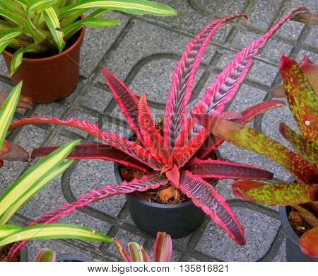 succulent potted house plant with long, pointed, purple-pink leaves, spiny edges, sidewalk market in Songkhla, Thailand
