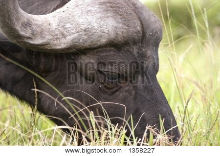 Buffalow spiser