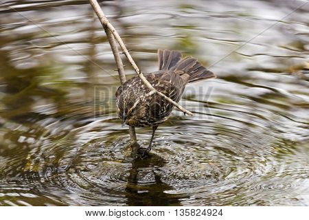 Female Red-Winged Blackbird (Agelaius phoeniceus) drinking water from pond