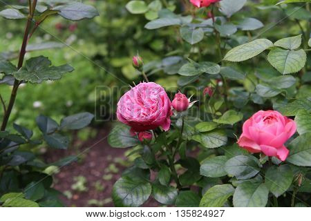 The beautiful shrub roses in the garden.