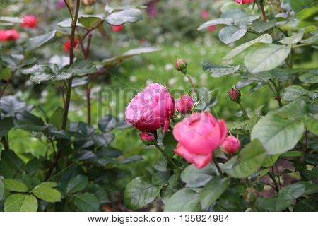The beautiful shrub roses in the garden.