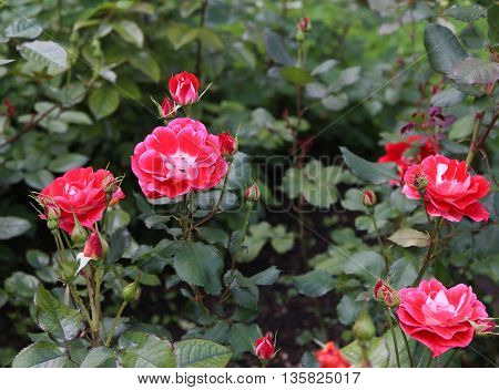 The beautiful shrub roses in the garden.
