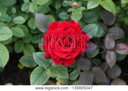 The beautiful shrub roses in the garden.