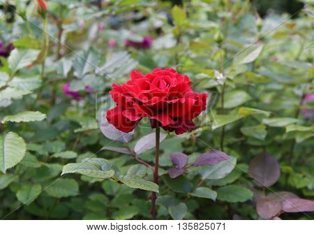 The beautiful shrub roses in the garden.