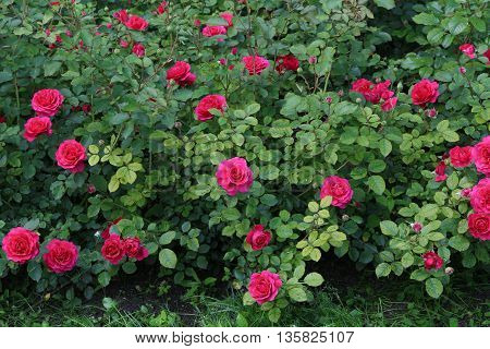 The beautiful shrub roses in the garden.