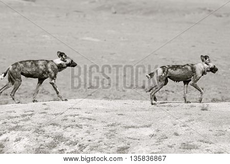 2 wild dogs walking across a dry dusty mound in Erindi game reserve in black & white