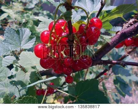 Red currant - berries. Perennial shrub. It grows in the garden