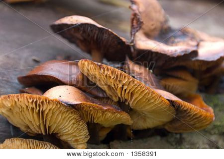  เชื้อราในต้นไม้ตาย