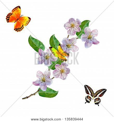 White apple flowers branch isolated on white background. butterfly