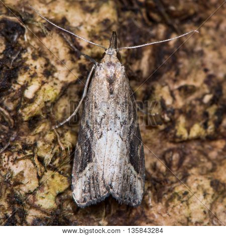 Pinion-streaked snout moth (Schrankia costaestrigalis) from above. British insect in the family Erebidae previously in Noctuidae the largest British family moths in the order Lepidoptera