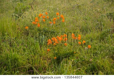 thick morning fog in the summer forest. thick morning fog in the forest at pond. Morning landscape in summer thick fog.dense fog in the morning. early morning. forest hiding in the fog.orange flowers