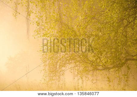 thick morning fog in the summer forest. thick morning fog in the forest at pond. Morning landscape in summer thick fog. dense fog in the morning. early morning. forest hiding in the fog.