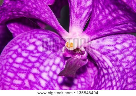 purple vanda flower macro , nature object