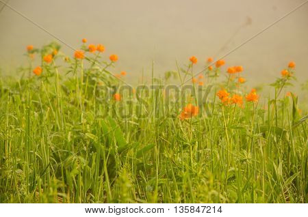 thick morning fog in the summer forest. thick morning fog in the forest at pond. Morning landscape in summer thick fog.dense fog in the morning. early morning. forest hiding in the fog.orange flowers
