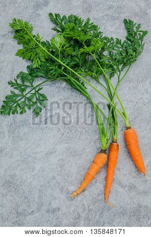 Fresh Carrots Bunch On Dark Concrete Background. Raw Fresh Carrots With Tails. Fresh Organic Carrots