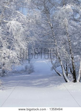 Белый Зимний лес