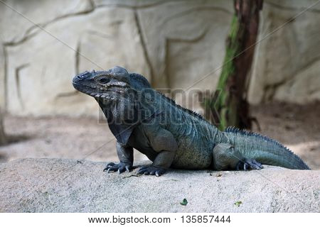 fierce looking Horned iguana standing guard and waiting for preys