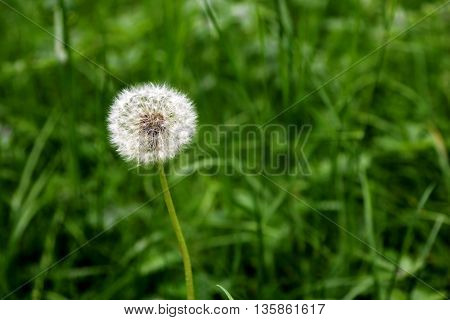 Dandelion flower head with numerous florets with seeds underneath in the wild