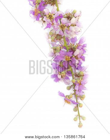 Lagerstroemia floribunda,Purple flower,Cananga flower (Cananga odorata) annonaceae, Queen's Flower, on white background.