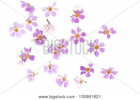 Lagerstroemia floribunda,Purple flower,Cananga flower (Cananga odorata) annonaceae, Queen's Flower, on white background.