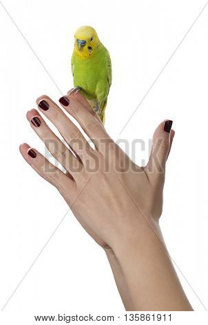 Budgie on female hand isolated on white background.