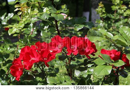 The beautiful shrub roses in the garden.