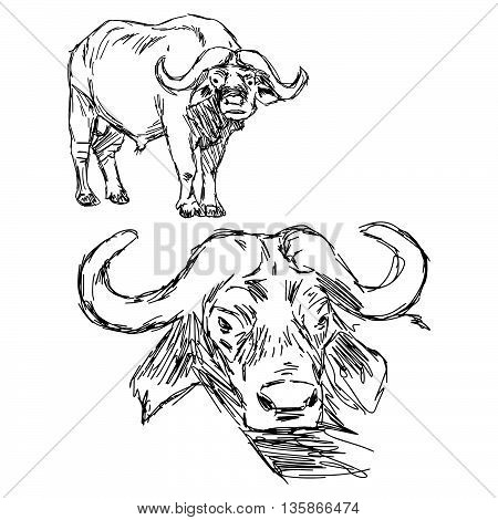 illustration vector hand drawn of Cape buffalo isolated on white background