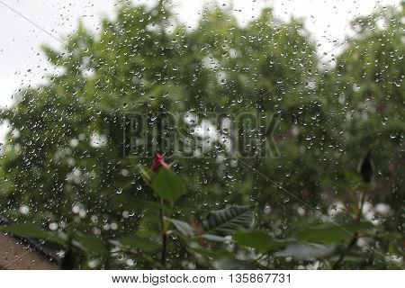 crystal drops of spring rain on the window and buds of start bloom pink rose sad mood