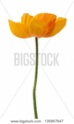 Poppy (papaver Alpinum)
