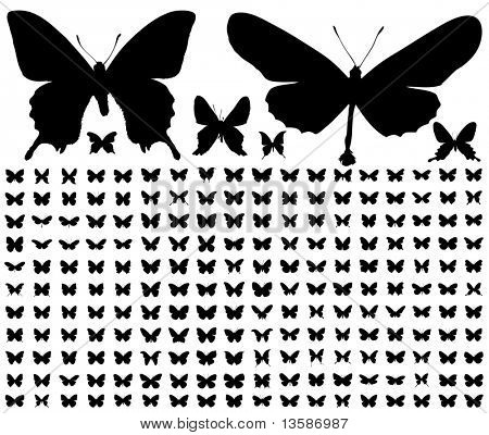 200 diferentes siluetas de mariposas.